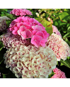 Everlasting Revolution Hydrangea