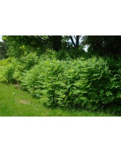 False Spirea