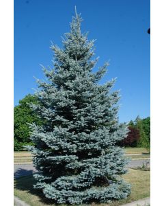 Fat Albert Blue Spruce