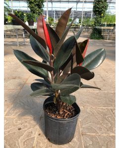 10" Ficus Elastica "Rubber"