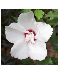 Fiji Rose of Sharon