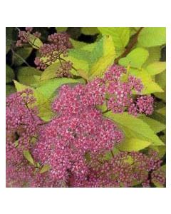 Flaming Mound Spirea