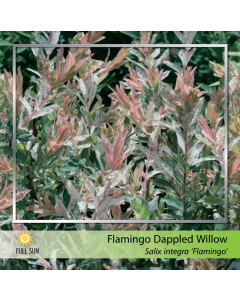 Flamingo Willow