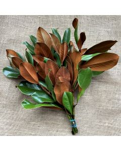 Magnolia Leaves