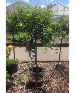 Flowering Almond Std