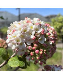 Flowering Almond Std
