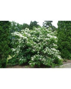 Flowering Dogwood
