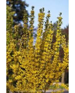 Forsythia Standard