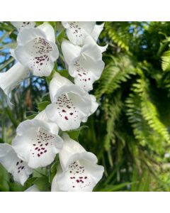 Digitalis purpurea 'Foxy' 1G