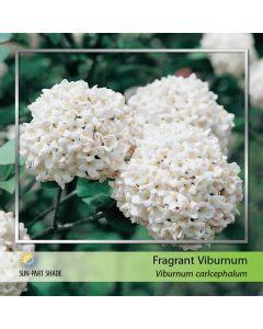 Fragrant Snowball Std