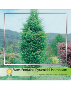 Frans Fontaine Hornbeam