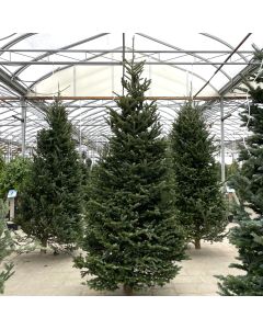 Fraser Fir Christmas Tree