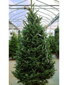 Fraser Fir Christmas Tree