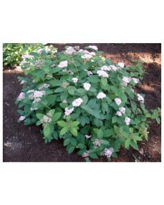Fritschiana Spirea