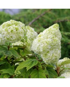 Gatsby Moon Hydrangea