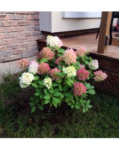 Fire Light Tidit Hydrangea