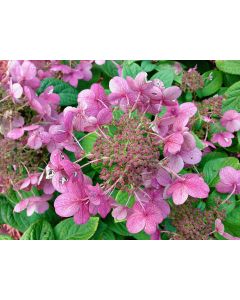 Quick Fire Hydrangea