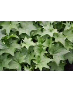 German Ivy