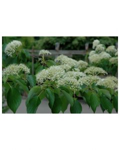 Giant Dogwood