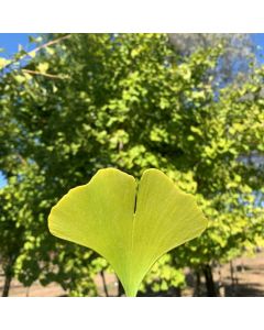 Maidenhair Tree