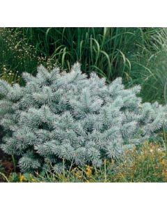 Globe Blue Spruce