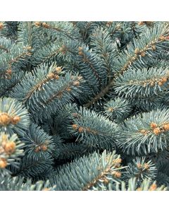 Globe Blue Spruce