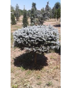Globe Blue Spruce Std