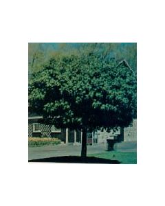 Globe Maple