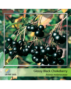 Glossy Black Chokeberry