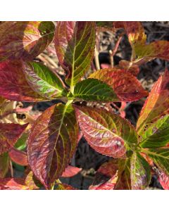 Glowing Embers Hydrangea