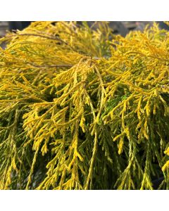 Mops Golden Cypress