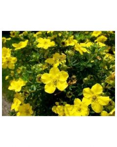 Gold Star Potentilla
