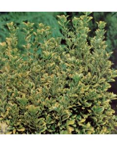 Gold Tip Euonymus Std