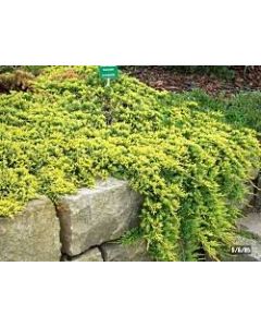 Golden Carpet Juniper