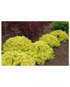 Golden Dwarf Barberry