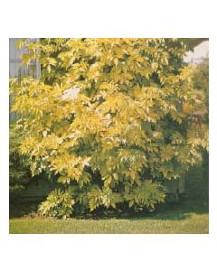 Golden Elderberry