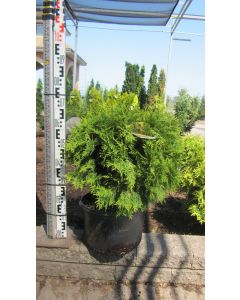 Golden Globe Cedar
