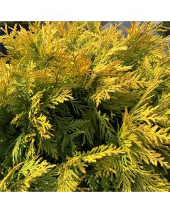 Golden Globe Cedar