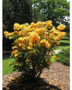 Golden Lights Azalea