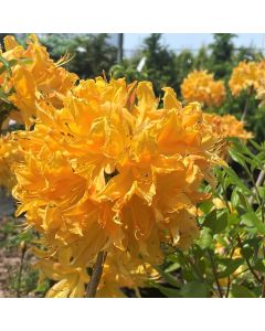 Golden Lights Azalea