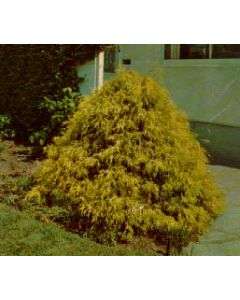 Golden Threadleaf Cypress