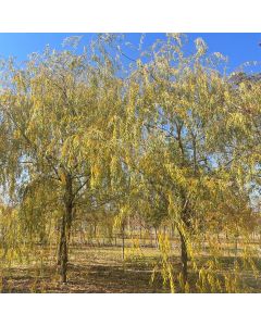 Golden Weeping Willow