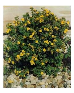 Goldfinger Cinquefoil