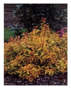 Goldmound Spirea
