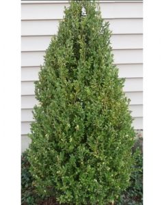 Green Mountain Boxwood