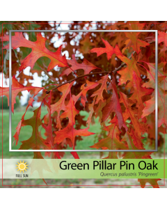 Green Pillar Pin Oak