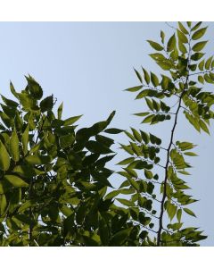Green Vase Zelkova