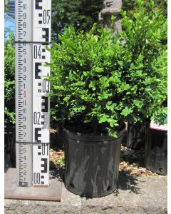 Green Velvet Boxwood 30cm