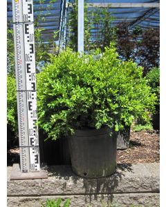 Green Velvet Boxwood 40cm