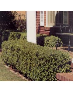 Green Velvet Boxwood